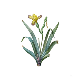 Vintage Hungarian Iris Botanical Illustration
