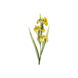 Vintage Irises Botanical Illustration