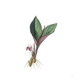 Vintage Koemferia Longa Botanical Illustration