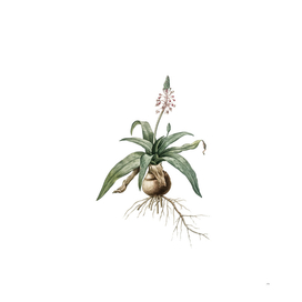 Vintage Lachenalia Lanceaefolia Botanical Illustratio