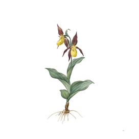 Vintage Lady's Slipper Orchid Botanical Illustration
