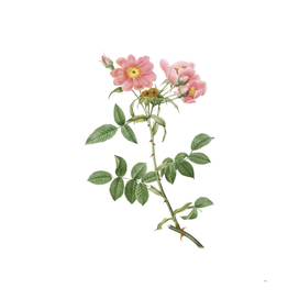 Vintage Lady Monson Rose Bloom Botanical Illustration