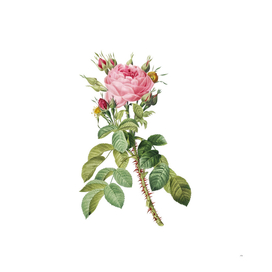 Vintage Lelieur's Four Seasons Rose Botanical Illustr
