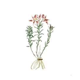 Vintage Lily of the Incas Botanical Illustration