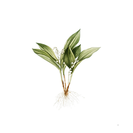 Vintage Lily of the Valley Botanical Illustration