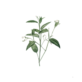 Vintage Maranta Arundinacea Botanical Illustration