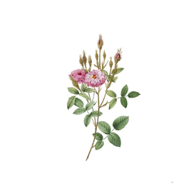 Vintage Mossy Pompon Rose Botanical Illustration