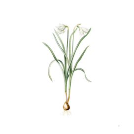 Vintage Narcissus Candidissimus Botanical Illustratio