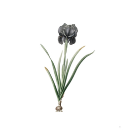 Vintage Mourning Iris Botanical Illustration