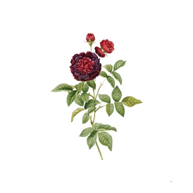Vintage One Hundred Leaved Rose Botanical Illustratio