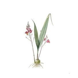 Vintage Pine Pink Botanical Illustration