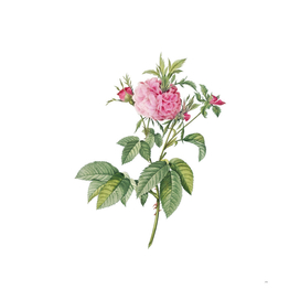 Vintage Pink Agatha Rose Botanical Illustration