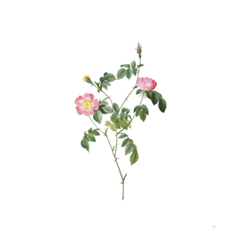 Vintage Pink Austrian Copper Rose Botanical Illustrat