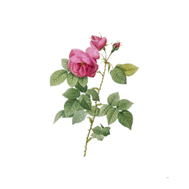 Vintage Pink Bourbon Roses Botanical Illustration
