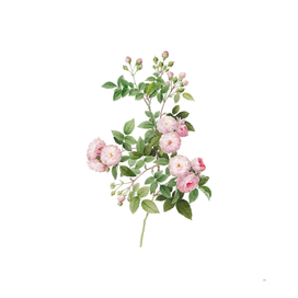 Vintage Pink Baby Roses Botanical Illustration