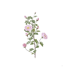 Vintage Pink Scotch Briar Rose Botanical Illustration