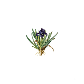 Vintage Pygmy Iris Botanical Illustration