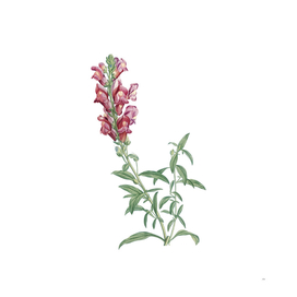 Vintage Red Dragon Flowers Botanical Illustration