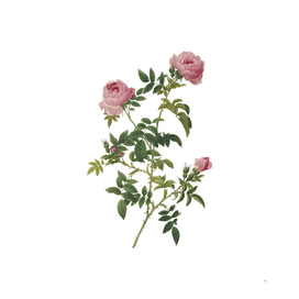 Vintage Rose of the Hedges Botanical Illustration