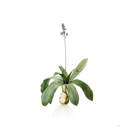 Vintage Scilla Lilio Hyacinthus Botanical Illustratio