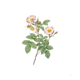 Vintage Short Styled Field Rose Botanical Illustratio