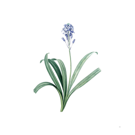 Vintage Spanish Bluebell Botanical Illustration