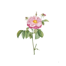 Vintage Speckled Provins Rose Botanical Illustration
