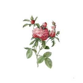 Vintage Cabbage Rose Botanical Illustration