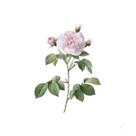 Vintage Rosa Alba Botanical Illustration