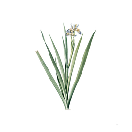 Vintage Stinking Iris Botanical Illustration