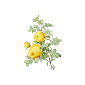 Vintage Sulphur Rose Botanical Illustration