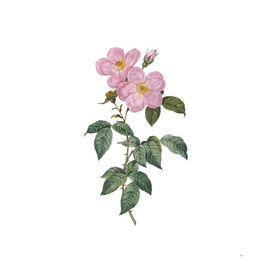 Vintage Tea Scented Roses Bloom Botanical Illustratio