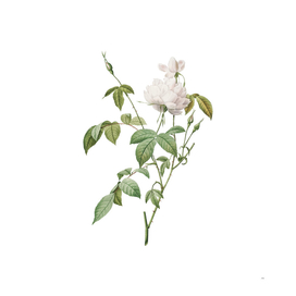 Vintage White Bengal Rose Botanical Illustration