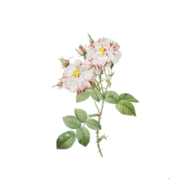 Vintage White Damask Rose Botanical Illustration