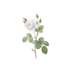 Vintage White Misty Rose Botanical Illustration