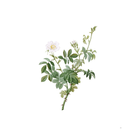 Vintage White Downy Rose Botanical Illustration