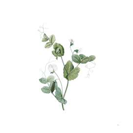 Vintage White Pea Flower Botanical Illustration