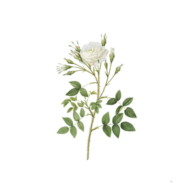 Vintage White Rose of Rosenberg Botanical Illustratio
