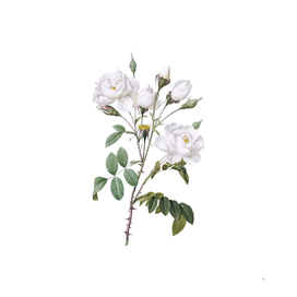 Vintage White Rose Botanical Illustration