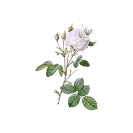 Vintage White Provence Rose Botanical Illustration