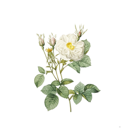 Vintage White Rose of York Botanical Illustration