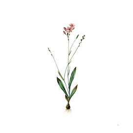 Vintage Gladiolus Junceus Botanical Illustration