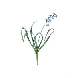 Vintage Dutch Hyacinth Botanical Illustration