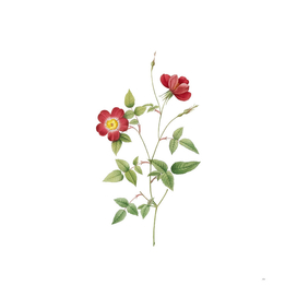 Vintage Indica Stelligera Rose Botanical Illustration