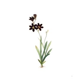 Vintage Ixia Grandiflora Botanical Illustration