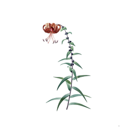 Vintage Tiger Lily Botanical Illustration