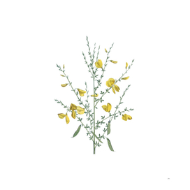 Vintage Yellow Broom Flowers Botanical Illustration