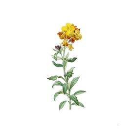 Vintage Yellow Wallflower Bloom Botanical Illustratio