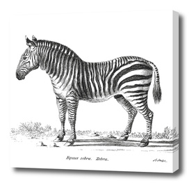Vintage Zebra