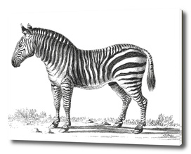 Vintage Zebra